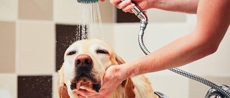 ChienBain-Dreamstime