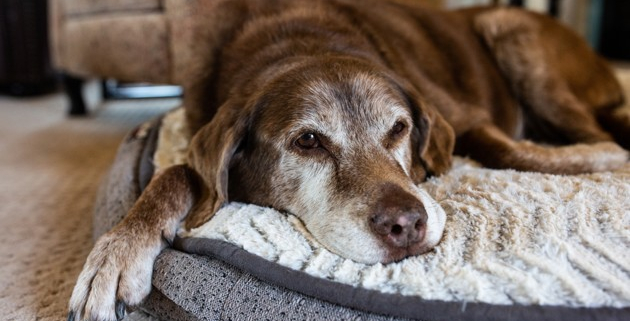 ChienAgé-Shutterstock