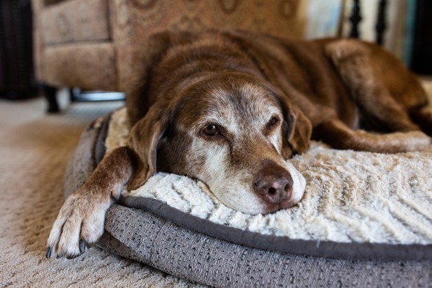 Les chiens peuvent-ils faire des crises cardiaques ? - SPA de Lyon ...