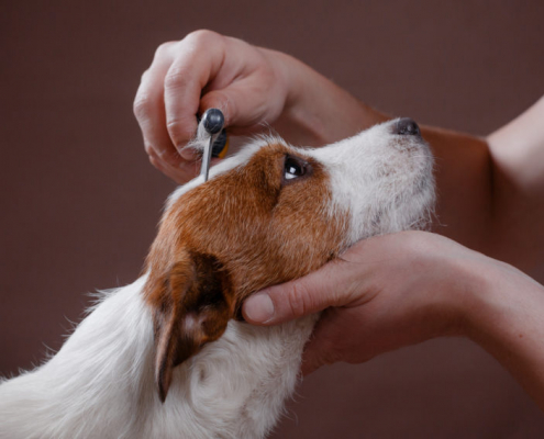 Protéger les coussinets de son chien en été - SPA de Lyon et du Sud-Est