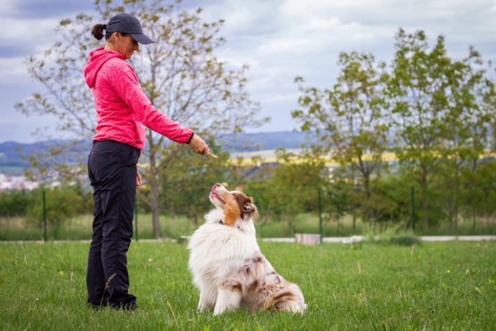 Un éducateur canin pour mon chien SPA de Lyon et du SudEst