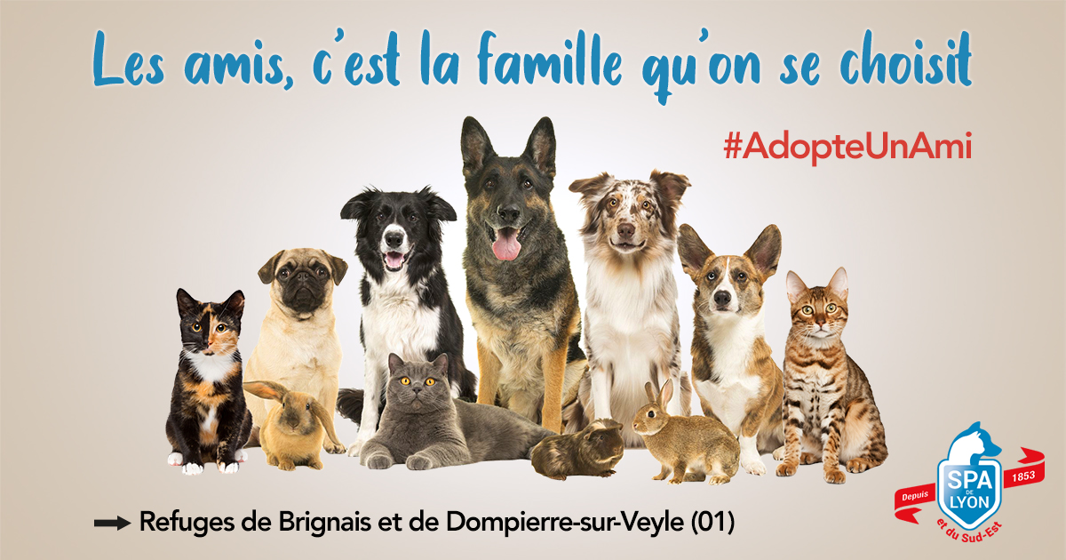 AdopteUnAmi L'appel de la SPA de Lyon pour l'adoption