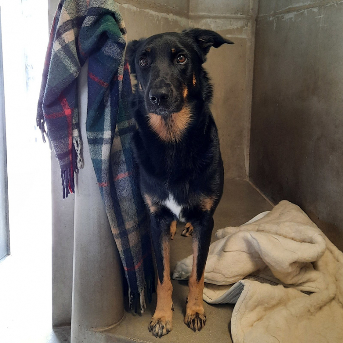 69530 Brignais Spa Brignais Chien à Adopter