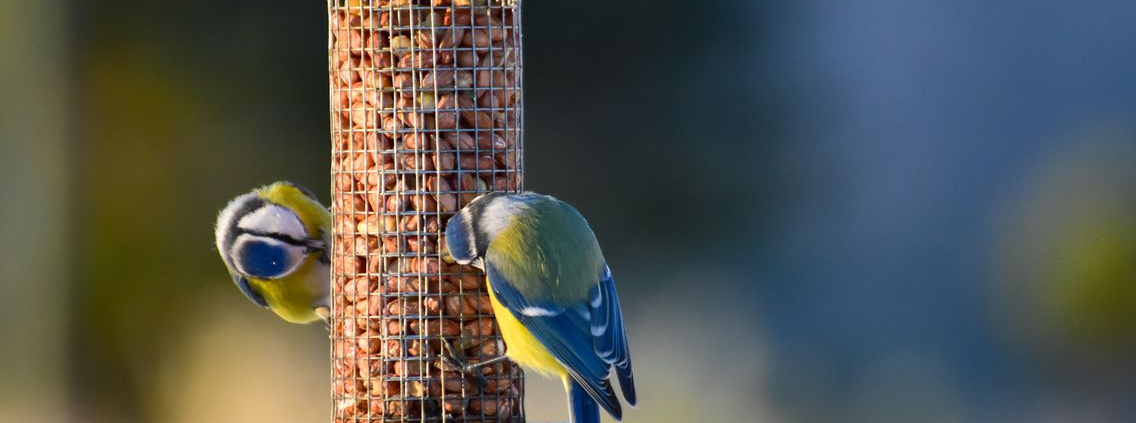 Nourrir-Oiseaux-Hiver