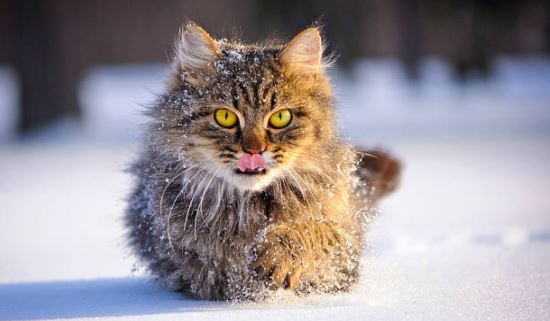 Chat-Neige-Istock