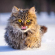 Chat-Neige-Istock