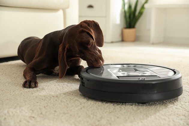 Chien-Aspirateur-Shutterstock