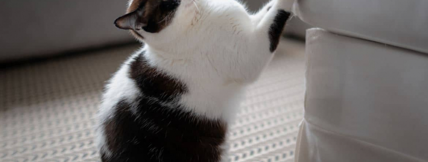 Chat-Griffe-Canapé