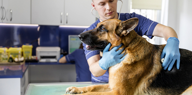 Chien-Veterinaire-Freepik