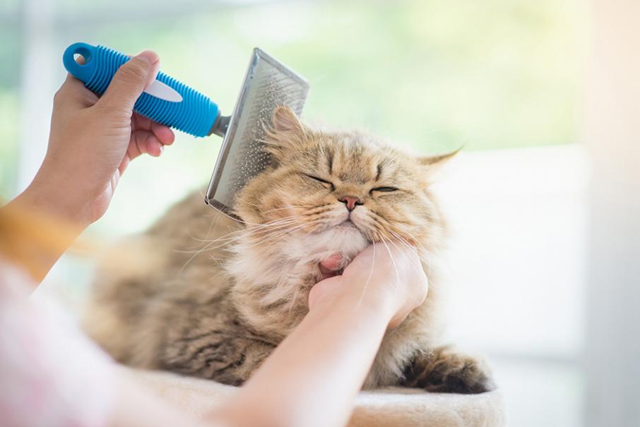 Hygiène du chat : les gestes clés à adopter - SPA de Lyon et du Sud-Est