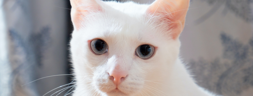 Chat-Sourd-Unsplash