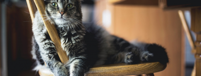Le FIV, ou virus de l’immunodéficience féline est une maladie virale grave qui fragilise le système immunitaire du chat, le rendant ainsi plus vulnérable aux infections.