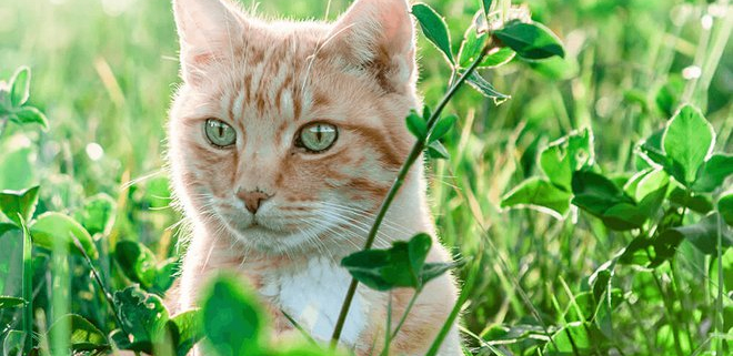 ChatExterieur-Pixabay