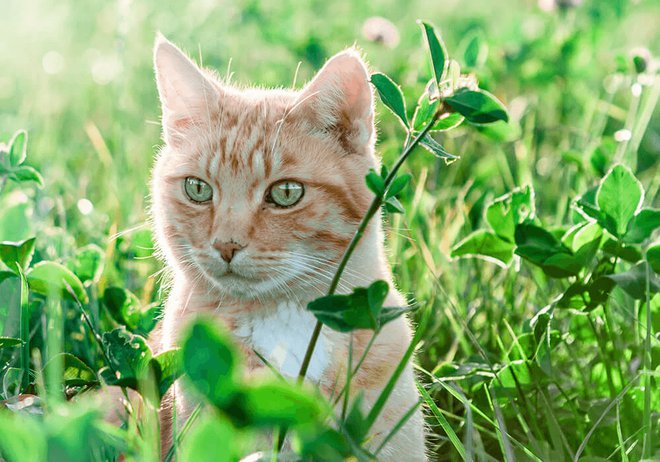 Hygiène du chat : les gestes clés à adopter - SPA de Lyon et du Sud-Est