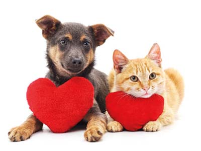 Chien-Chat-Coeur