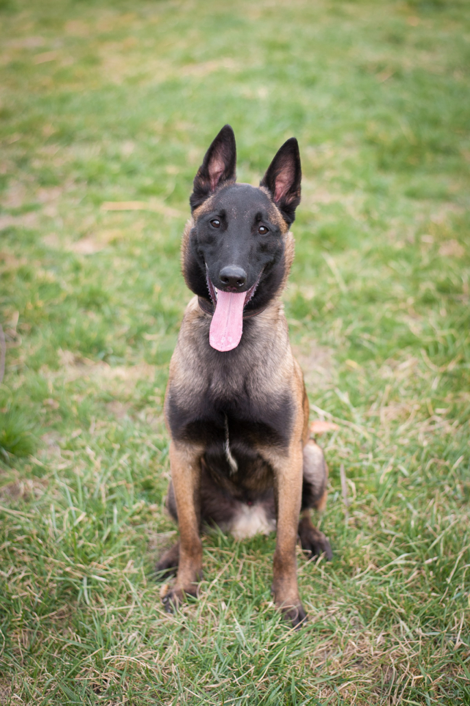 scary-chien-male-berger-belge-malinois-fauve-charbonne-1