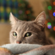 Chat-Sapin-Noel-Pixabay