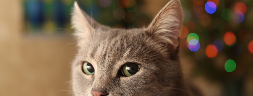 Chat-Sapin-Noel-Pixabay