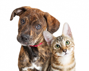 Chien-Chat