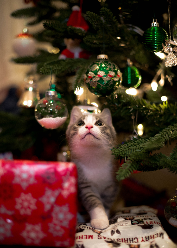 Comment mettre les guirlandes sur un sapin ? - Gamm vert