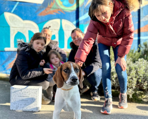 Adoption chien beagle refuge de Brignais