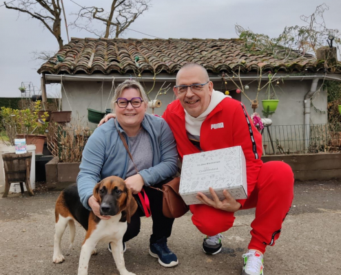 Adoption chien beagle refuge de Dompierre-sur-Veyle