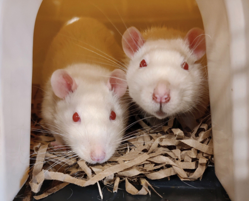 Rats albinos de laboratoire