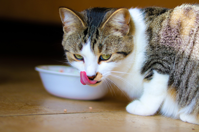 Chat qui mange