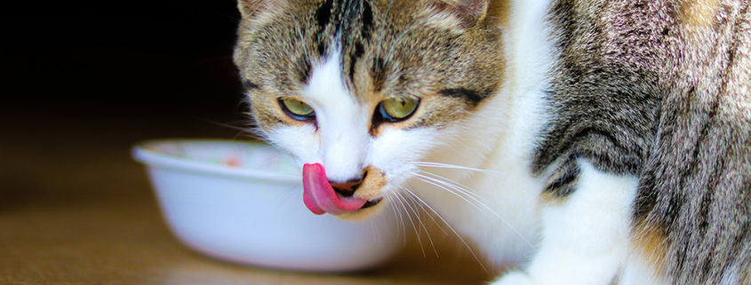 Chat qui mange