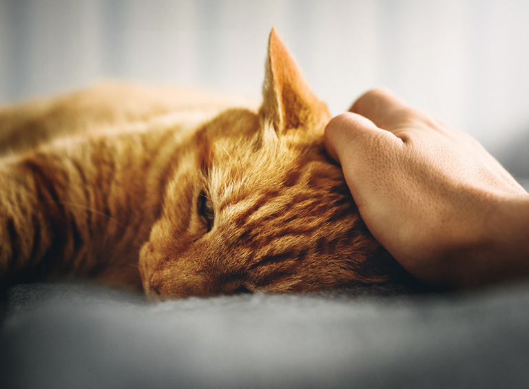 Chat allongé et fatigué