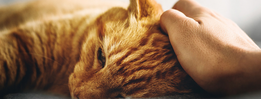 Chat allongé et fatigué