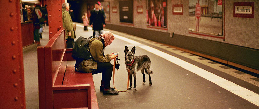 Chien dans les transports en commun