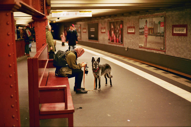 Chien dans les transports en commun