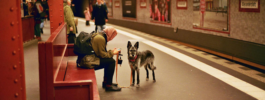 Chien dans les transports en commun