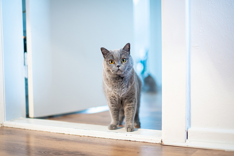Chat qui attend sur le pas d'une porte