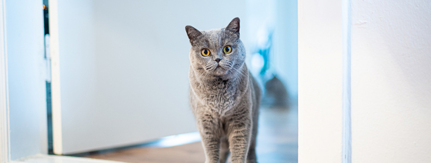 Chat qui attend sur le pas d'une porte