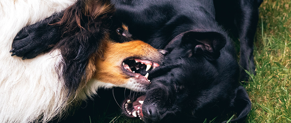 Deux chiens qui se bagarrent