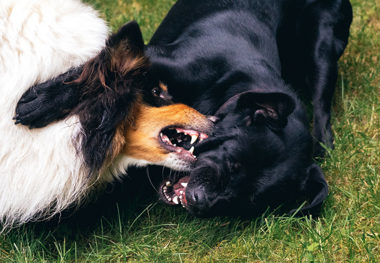 Deux chiens qui se bagarrent