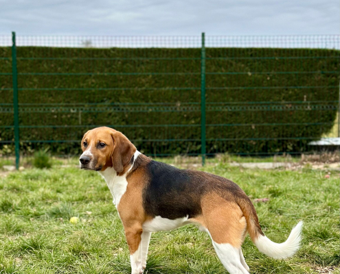 Chien Beagle de laboratoire