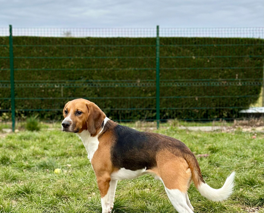 Adopter un animal de laboratoire SPA de Lyon et du SudEst
