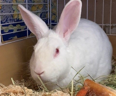 Lapin albinos de laboratoire