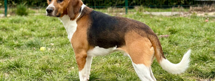 Photo_Beagle_Laboratoire