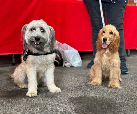 Braderie_SPALyon_Chiens