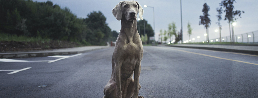 Chien-Perdu-Unplash