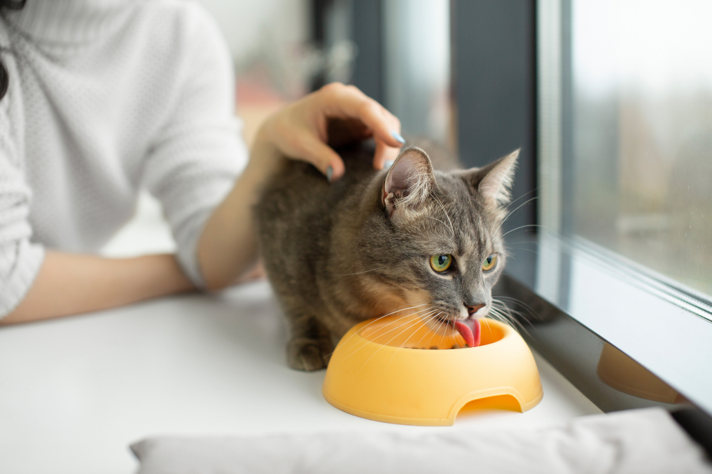 Photographie en gros plan sur un chat en train de manger, regardant par la fenêtre.