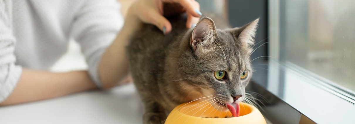 Photographie en gros plan sur un chat en train de manger, regardant par la fenêtre.