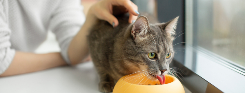 Photographie en gros plan sur un chat en train de manger, regardant par la fenêtre.