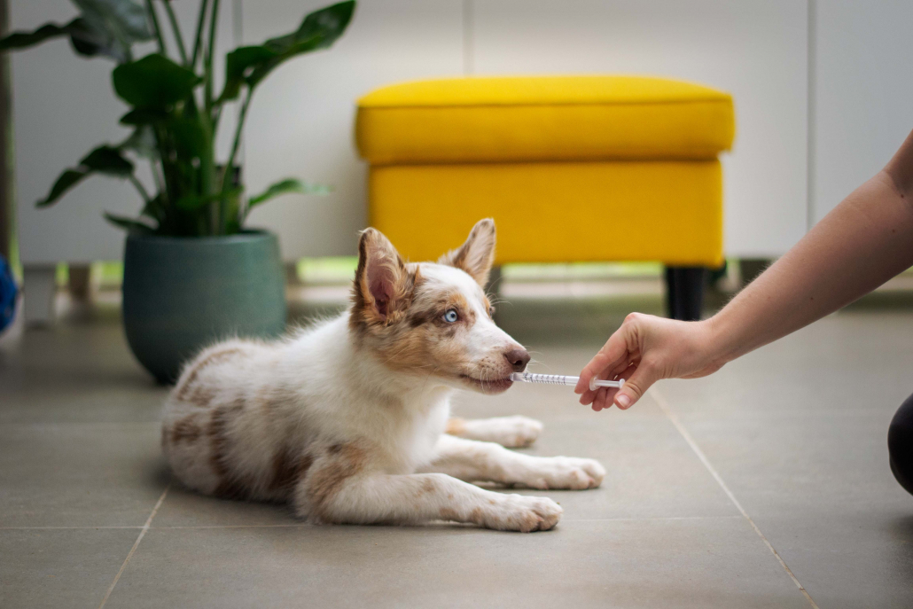 Jeune chiot qui prend son traitement médical