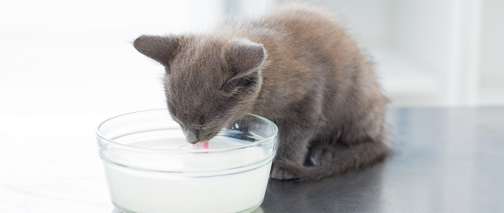 Chat buvant du lait