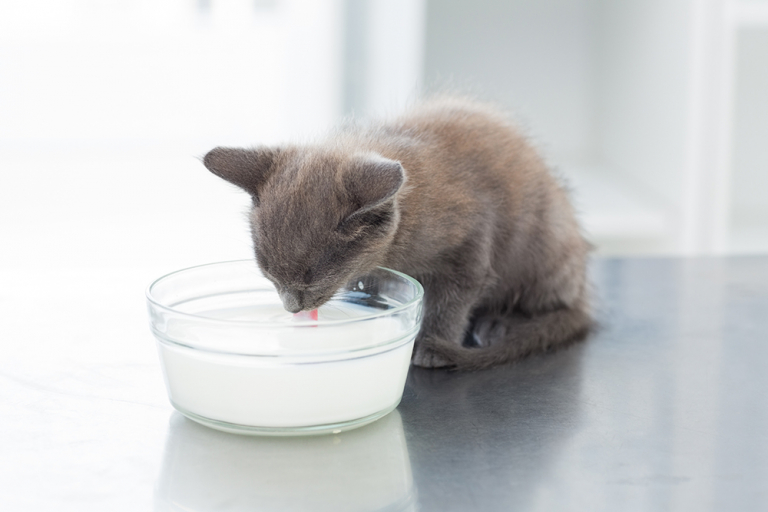 Chat buvant du lait